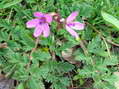 Flower near Cantobre - Castel de Cantobre G&icirc;tes, Aveyron, France