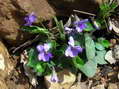 Flower near Cantobre - Castel de Cantobre G&icirc;tes, Aveyron, France