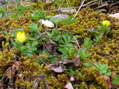 Flower near Cantobre - Castel de Cantobre G&icirc;tes, Aveyron, France