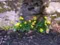 Flower near Cantobre - Castel de Cantobre G&icirc;tes, Aveyron, France