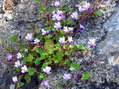 Flower near Cantobre - Castel de Cantobre G&icirc;tes, Aveyron, France