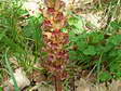 Flower near Cantobre - Castel de Cantobre G&icirc;tes, Aveyron, France