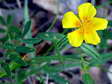 Flower near Cantobre - Castel de Cantobre G&icirc;tes, Aveyron, France