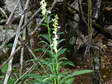 Flower near Cantobre - Castel de Cantobre G&icirc;tes, Aveyron, France