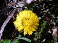 Flower near Cantobre - Castel de Cantobre G&icirc;tes, Aveyron, France