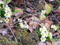 Flower near Cantobre - Castel de Cantobre G&icirc;tes, Aveyron, France