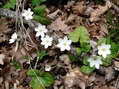 Flower near Cantobre - Castel de Cantobre G&icirc;tes, Aveyron, France