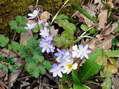 Flower near Cantobre - Castel de Cantobre G&icirc;tes, Aveyron, France