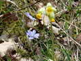 Flower near Cantobre - Castel de Cantobre G&icirc;tes, Aveyron, France