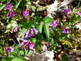 Flower near Cantobre - Castel de Cantobre G&icirc;tes, Aveyron, France