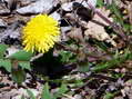 Flower near Cantobre - Castel de Cantobre G&icirc;tes, Aveyron, France