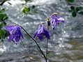 Flower near Cantobre - Castel de Cantobre G&icirc;tes, Aveyron, France