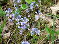 Flower near Cantobre - Castel de Cantobre G&icirc;tes, Aveyron, France