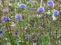 Flower near Cantobre - Castel de Cantobre G&icirc;tes, Aveyron, France