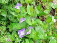 Flower near Cantobre - Castel de Cantobre G&icirc;tes, Aveyron, France