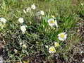 Flower near Cantobre - Castel de Cantobre G&icirc;tes, Aveyron, France