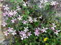 Flower near Cantobre - Castel de Cantobre G&icirc;tes, Aveyron, France