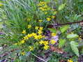 Flower near Cantobre - Castel de Cantobre G&icirc;tes, Aveyron, France
