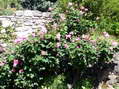 Flower near Cantobre - Castel de Cantobre G&icirc;tes, Aveyron, France