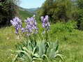 Flower near Cantobre - Castel de Cantobre G&icirc;tes, Aveyron, France