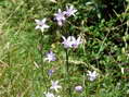 Flower near Cantobre - Castel de Cantobre G&icirc;tes, Aveyron, France