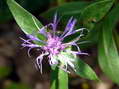 Flower near Cantobre - Castel de Cantobre G&icirc;tes, Aveyron, France
