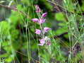 Flower near Cantobre - Castel de Cantobre G&icirc;tes, Aveyron, France