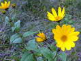 Flower near Cantobre - Castel de Cantobre G&icirc;tes, Aveyron, France
