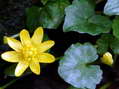 Flower near Cantobre - Castel de Cantobre G&icirc;tes, Aveyron, France