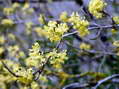 Flower near Cantobre - Castel de Cantobre G&icirc;tes, Aveyron, France
