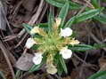 Flower near Cantobre - Castel de Cantobre G&icirc;tes, Aveyron, France