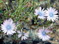 Flower near Cantobre - Castel de Cantobre G&icirc;tes, Aveyron, France