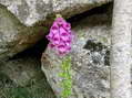 Flower near Cantobre - Castel de Cantobre G&icirc;tes, Aveyron, France