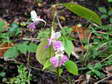 Flower near Cantobre - Castel de Cantobre G&icirc;tes, Aveyron, France