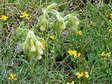 Flower near Cantobre - Castel de Cantobre G&icirc;tes, Aveyron, France