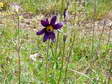 Flower near Cantobre - Castel de Cantobre G&icirc;tes, Aveyron, France