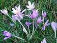 Flower near Cantobre - Castel de Cantobre G&icirc;tes, Aveyron, France