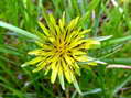 Flower near Cantobre - Castel de Cantobre G&icirc;tes, Aveyron, France