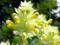 Flower near Cantobre - Castel de Cantobre G&icirc;tes, Aveyron, France