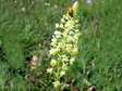 Wild Mignonette (Reseda lutea) - Castel de Cantobre G&icirc;tes, Aveyron, France
