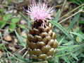 Flower near Cantobre - Castel de Cantobre G&icirc;tes, Aveyron, France