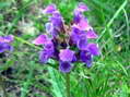 Flower near Cantobre - Castel de Cantobre G&icirc;tes, Aveyron, France
