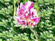 Flower near Cantobre - Castel de Cantobre G&icirc;tes, Aveyron, France
