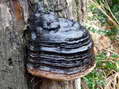 Fungi - Castel de Cantobre G&icirc;tes, Aveyron, France