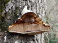 Fungi - Castel de Cantobre G&icirc;tes, Aveyron, France