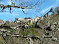 Lichen - Castel de Cantobre G&icirc;tes, Aveyron, France