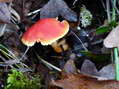 Fungi - Castel de Cantobre G&icirc;tes, Aveyron, France