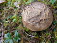 Fungi - Castel de Cantobre G&icirc;tes, Aveyron, France