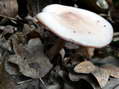 Fungi - Castel de Cantobre G&icirc;tes, Aveyron, France