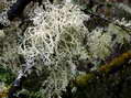Lichen and moss - Castel de Cantobre G&icirc;tes, Aveyron, France